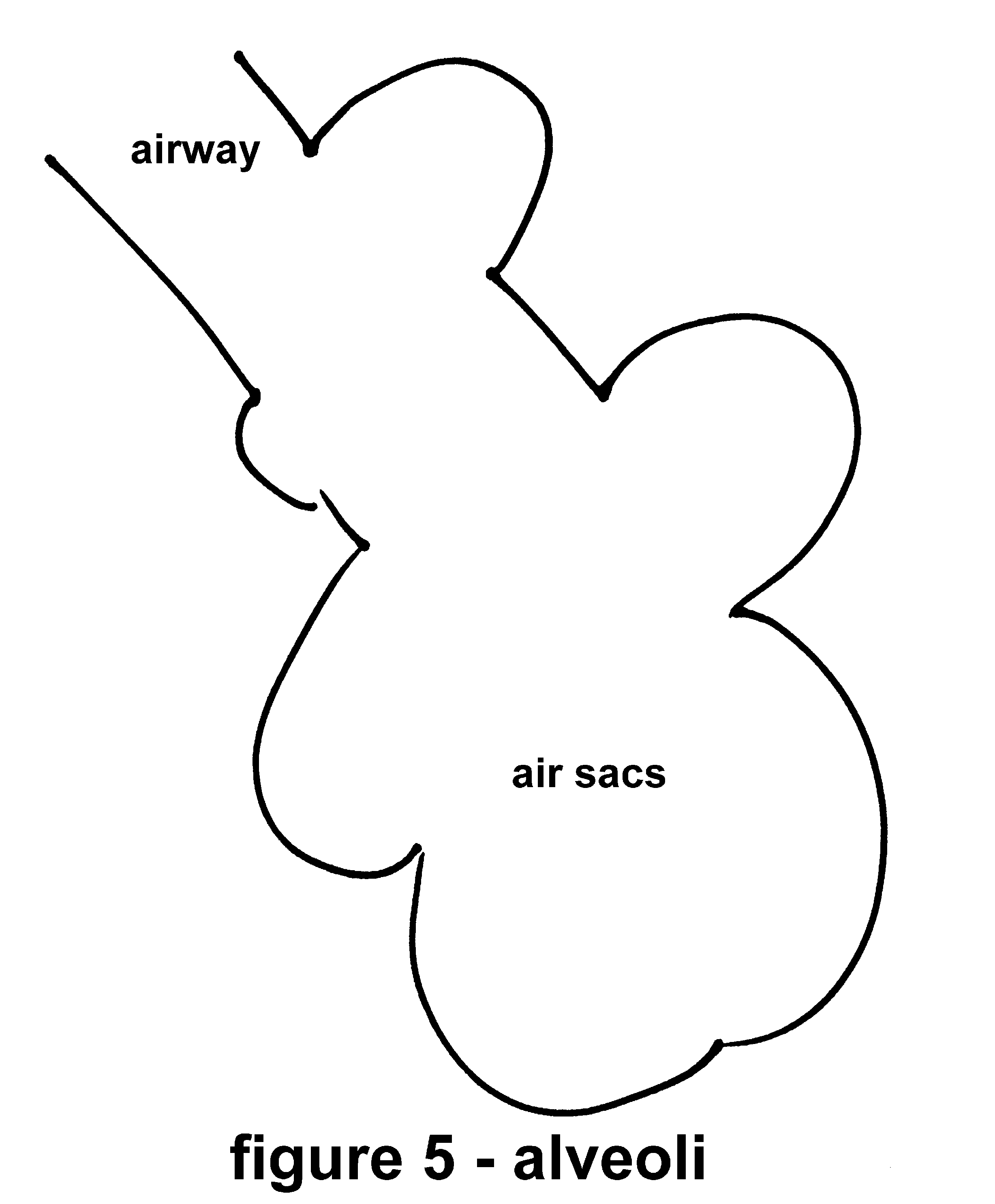 picture of Alveoli - Quit Smoking - The SMOKING CESSATION CLINIC